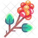 پیش‌نمایش فایل coffee-fruit-6400835 از پک باریستا قهوه