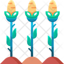 پیش‌نمایش فایل corn-field-6440861 از پک کشاورزی