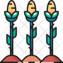 پیش‌نمایش فایل corn-field-6441042 از پک کشاورزی