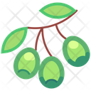 پیش‌نمایش فایل olive-6471429 از پک میوه