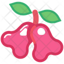 پیش‌نمایش فایل rose-apple-6471441 از پک میوه