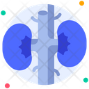 پیش‌نمایش فایل kidneys-6753811 از پک اندام انسان