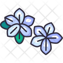 پیش‌نمایش فایل frangipani-7249401 از پک تابستان