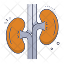 پیش‌نمایش فایل kidneys-10078670 از پک آناتومی اندام‌ها