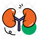 پیش‌نمایش فایل kidneys-14201614 از پک آناتومی اندام‌ها