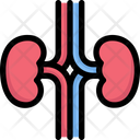 پیش‌نمایش فایل kidneys-2497929 از پک کالبدشناسی