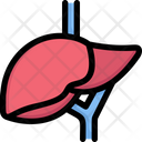 پیش‌نمایش فایل liver-2497948 از پک کالبدشناسی