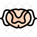پیش‌نمایش فایل spinal-cord-2497934 از پک کالبدشناسی