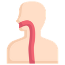 پیش‌نمایش فایل esophagus-2498388 از پک کالبدشناسی