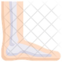 پیش‌نمایش فایل foot-2498384 از پک کالبدشناسی