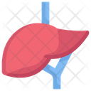 پیش‌نمایش فایل liver-2498378 از پک کالبدشناسی