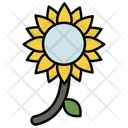 پیش‌نمایش فایل sunflower-12346141 از پک بهار