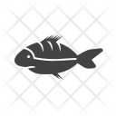پیش‌نمایش فایل shark-68 از پک دریا