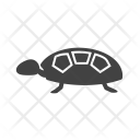پیش‌نمایش فایل turtle-71 از پک دریا
