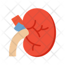 پیش‌نمایش فایل kidney-8909687 از پک چکاپ سلامت