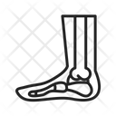 پیش‌نمایش فایل foot-skeleton-9971622 از پک آناتومی بدن انسان