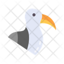 پیش‌نمایش فایل seagull-10437145 از پک پرندگان