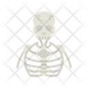 پیش‌نمایش فایل human-skeleton-11067554 از پک آناتومی بدن انسان