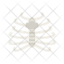 پیش‌نمایش فایل ribcage-11067549 از پک آناتومی بدن انسان