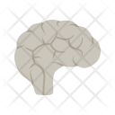 پیش‌نمایش فایل brain-237 از پک پزشکی
