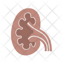 پیش‌نمایش فایل kidney-24 از پک پزشکی
