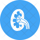 پیش‌نمایش فایل kidney-33 از پک پزشکی