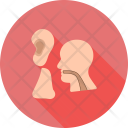 پیش‌نمایش فایل ent-12 از پک پزشکی