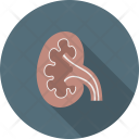 پیش‌نمایش فایل kidney-36 از پک پزشکی