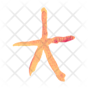 پیش‌نمایش فایل star-fish-3576711 از پک طبیعت و حیوان