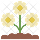 پیش‌نمایش فایل daisys-flower-5411453 از پک گیاهان و گل‌ها