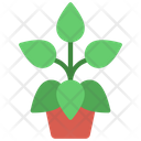 پیش‌نمایش فایل peperomia-plant-5411486 از پک گیاهان و گل‌ها