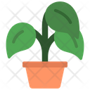 پیش‌نمایش فایل peperomia-plant-5411487 از پک گیاهان و گل‌ها