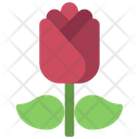 پیش‌نمایش فایل rose-plant-5411495 از پک گیاهان و گل‌ها