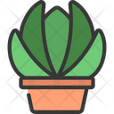 پیش‌نمایش فایل echeveria-plant-5411656 از پک گیاهان و گل‌ها