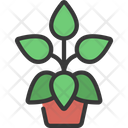 پیش‌نمایش فایل peperomia-plant-5411686 از پک گیاهان و گل‌ها