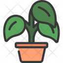 پیش‌نمایش فایل peperomia-plant-5411687 از پک گیاهان و گل‌ها