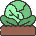 پیش‌نمایش فایل cabbage-patch-6280722 از پک کشاورزی