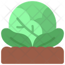 پیش‌نمایش فایل cabbage-patch-6280521 از پک کشاورزی