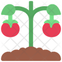 پیش‌نمایش فایل tomato-plant-6280598 از پک کشاورزی