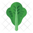پیش‌نمایش فایل lettuce-3545609 از پک سبزیجات