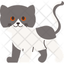پیش‌نمایش فایل cat-breed-exotic-short-hair-11084100 از پک نژادهای گربه