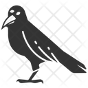 پیش‌نمایش فایل crow-1428994 از پک هالووین