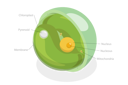 پیش‌نمایش فایل chlorella-diagram-8902621 از پک مجموعه موضوعات متنوع ۰۵۹