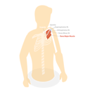 پیش‌نمایش فایل teres-major-muscle-8902606 از پک مجموعه موضوعات متنوع ۰۵۹