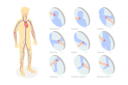 پیش‌نمایش فایل cardiovascular-system-8902985 از پک مجموعه موضوعات متنوع ۰۶۰