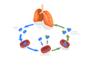 پیش‌نمایش فایل human-gas-exchange-8902975 از پک مجموعه موضوعات متنوع ۰۶۰