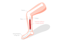 پیش‌نمایش فایل labeled-educational-anatomical-scheme-8902953 از پک مجموعه موضوعات متنوع ۰۶۰