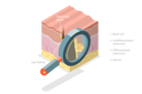 پیش‌نمایش فایل skin-anatomy-8949033 از پک مجموعه موضوعات متنوع ۰۶۲