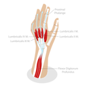 پیش‌نمایش فایل anatomy-of-muscular-system-8878228 از پک موضوعات متنوع