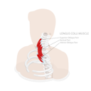 پیش‌نمایش فایل neck-anatomy-8878229 از پک موضوعات متنوع